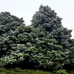 시에라 히달가 3* 론다